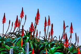 Carmel Aloes-8025 Carmel Aloes-8025